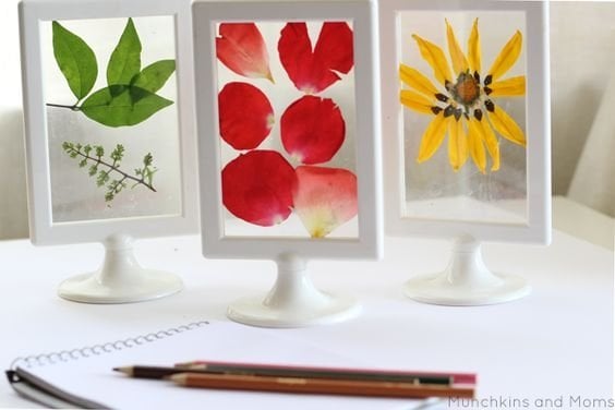  What a cool way to display pressed flowers and leaves! From munchkinsandmoms . 