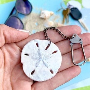 free summer svg Sand Dollar from 100 Directions
